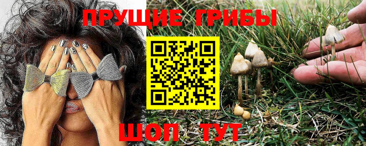 Псилоцибиновые грибы Psilocybe  Вход с VPN  Зерноград 